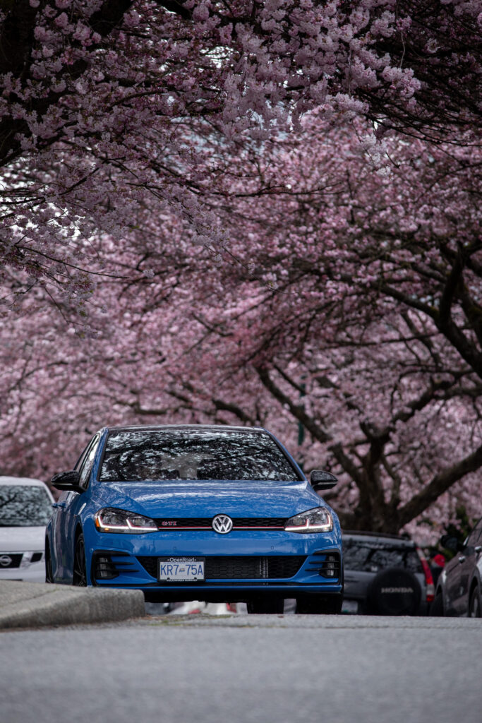 New VW GTI and Cherry Blossoms, Photo by Alex Lau