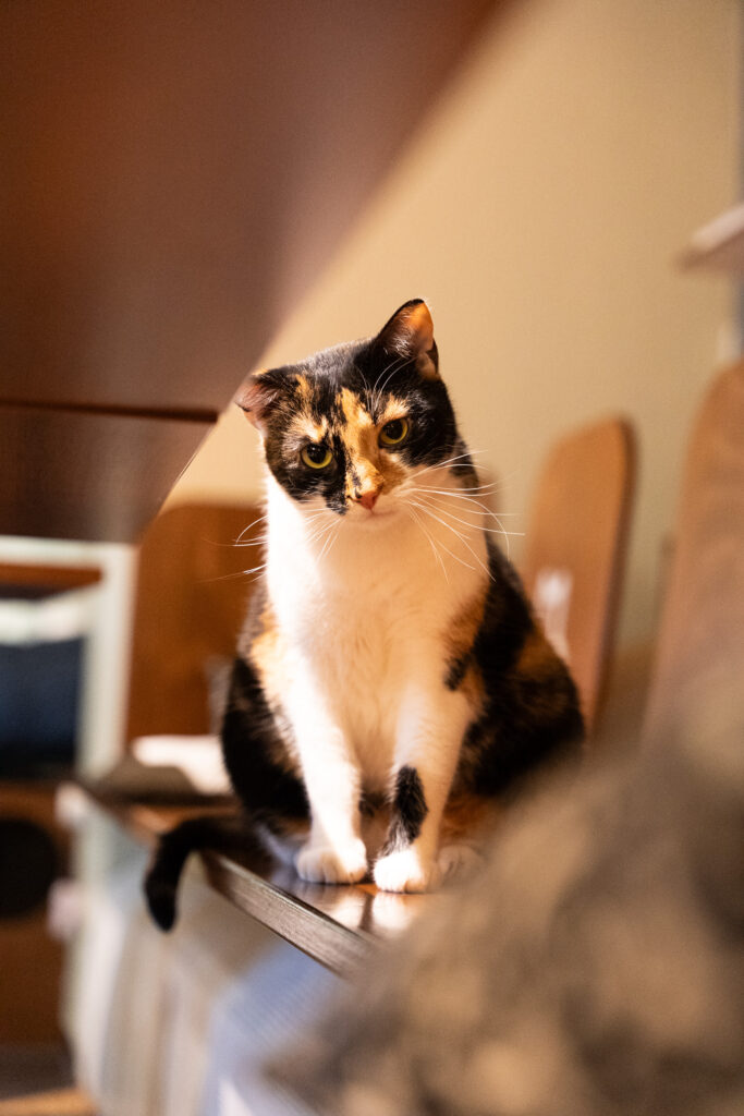 Grumpy Cat in Nuremberg Cat Cafe, Photo by Alex Lau