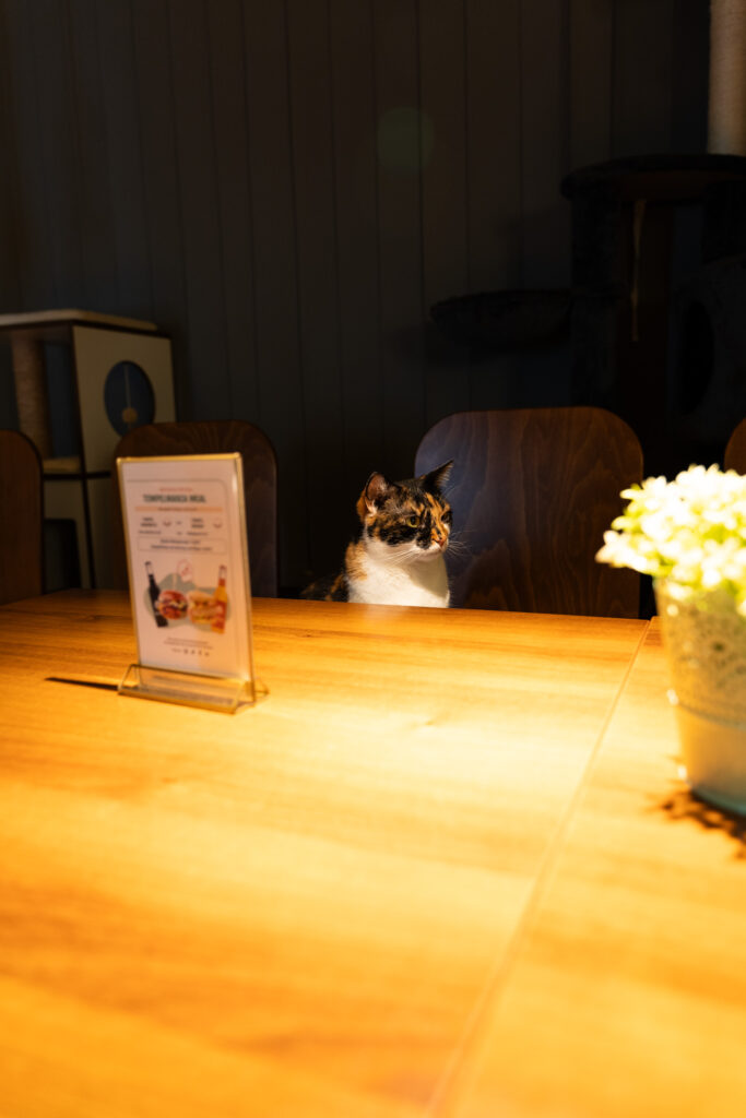 Grumpy Cat in Nuremberg Cat Cafe, Photo by Alex Lau