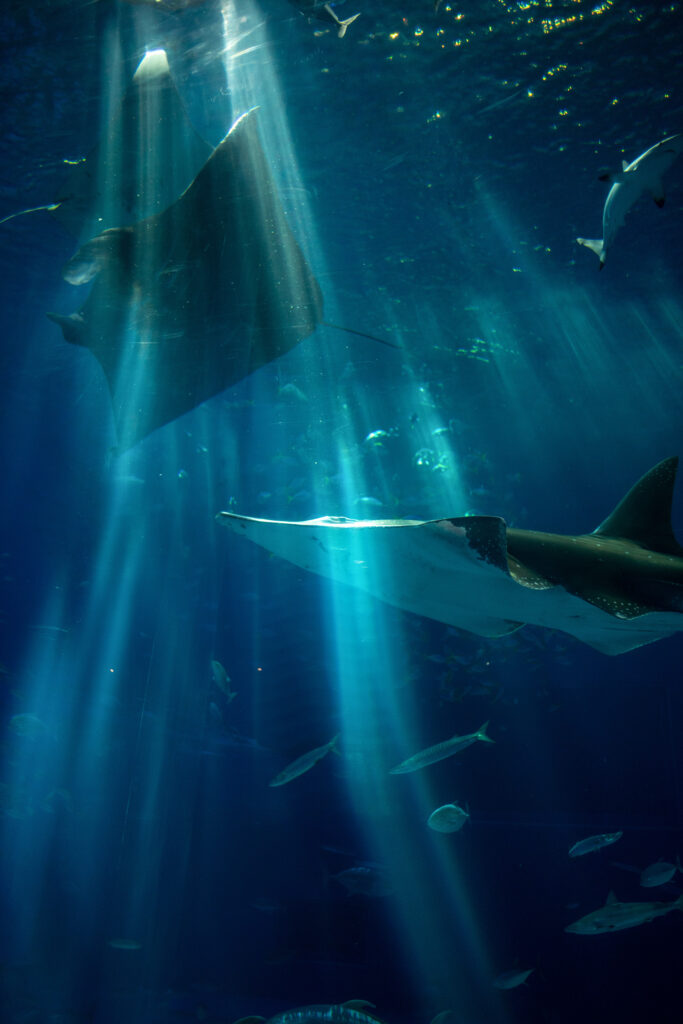 Manta Ray in Okinawa Aquarium, photo by Alex Lau