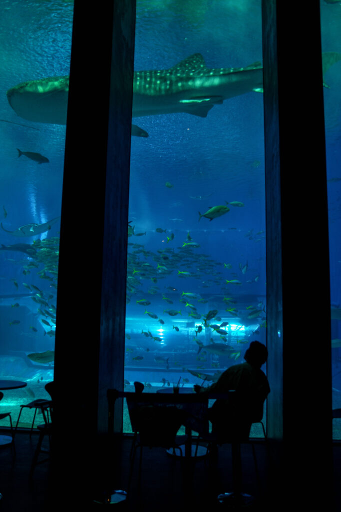 Watching the Whale Shark in Okinawa Aquarium, photo by Alex Lau