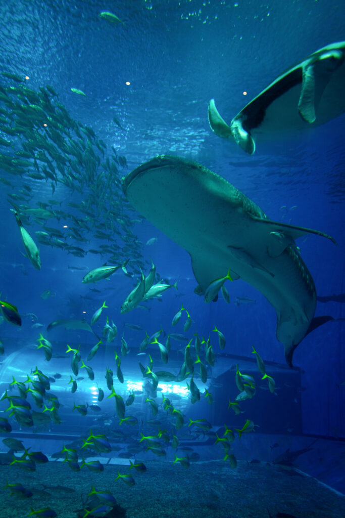 Whale Shark in Okinawa Aquarium, photo by Alex Lau