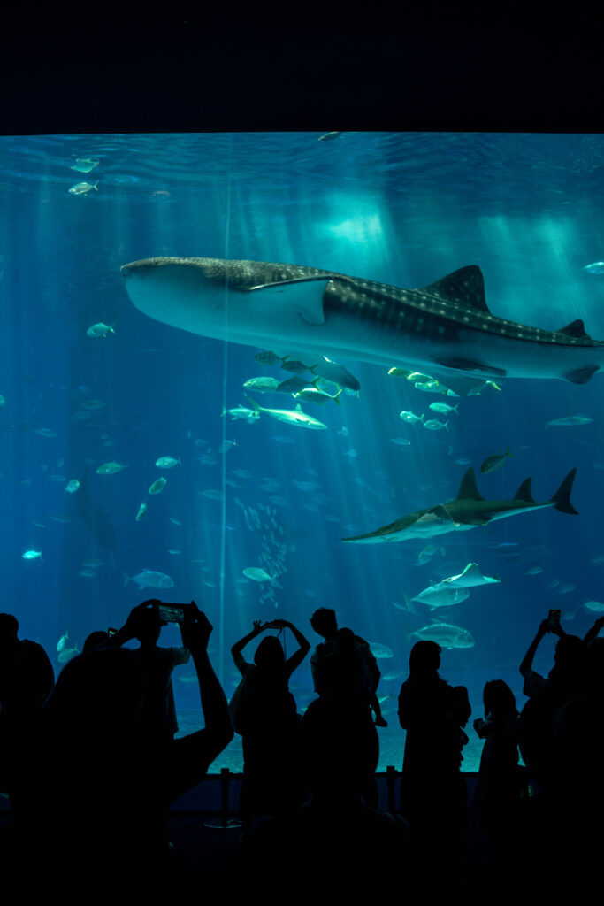 Whale Shark in Okinawa Aquarium, photo by Alex Lau