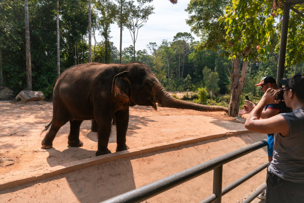 VinSafari elephant in Phu Quoc, Vietnam, shot by Alex Lau