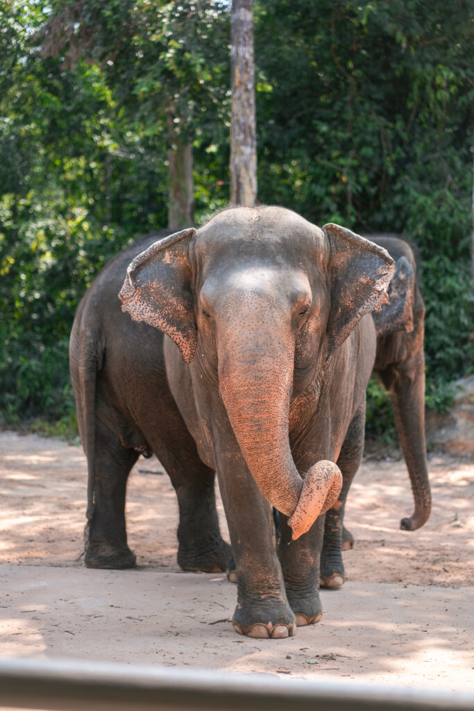 VinSafari elephant in Phu Quoc, Vietnam, shot by Alex Lau