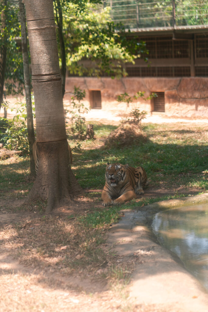 VinSafari tiger in Phu Quoc, Vietnam, shot by Alex Lau