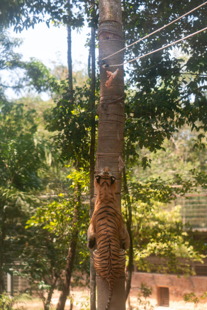 VinSafari tiger in Phu Quoc, Vietnam, shot by Alex Lau