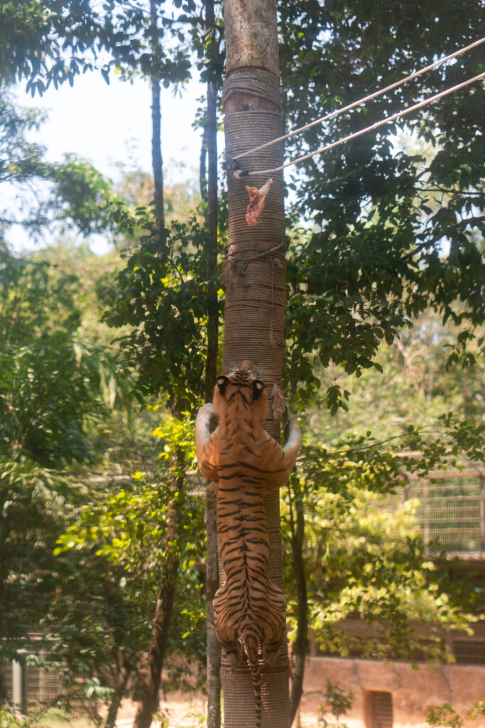 VinSafari tiger in Phu Quoc, Vietnam, shot by Alex Lau