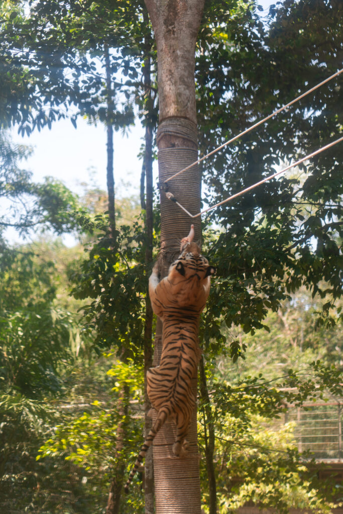 VinSafari tiger in Phu Quoc, Vietnam, shot by Alex Lau