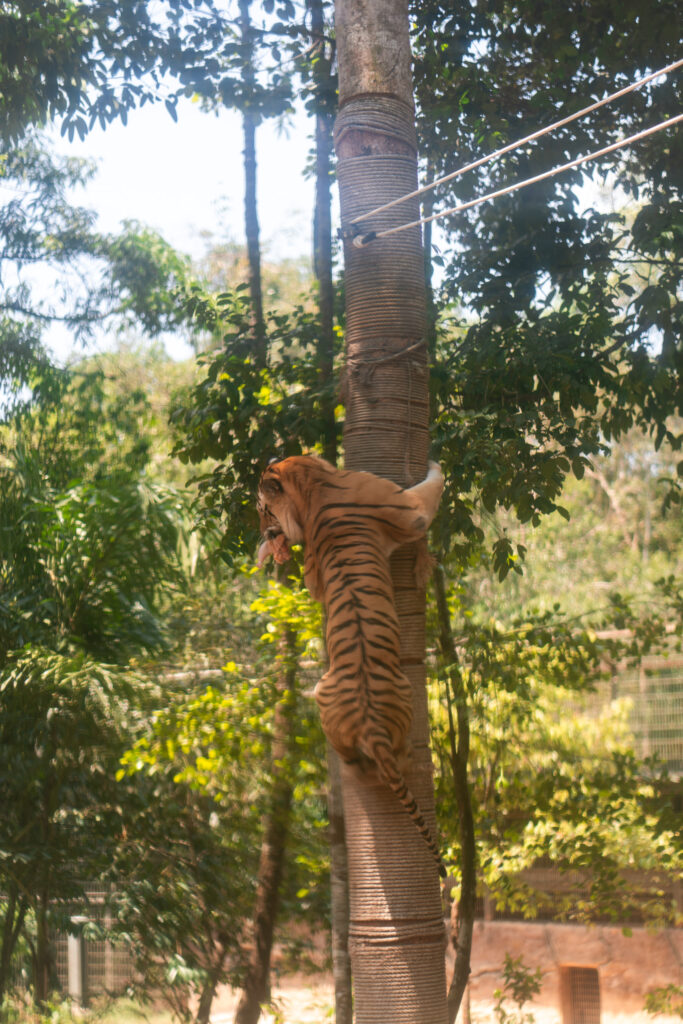 VinSafari tiger in Phu Quoc, Vietnam, shot by Alex Lau