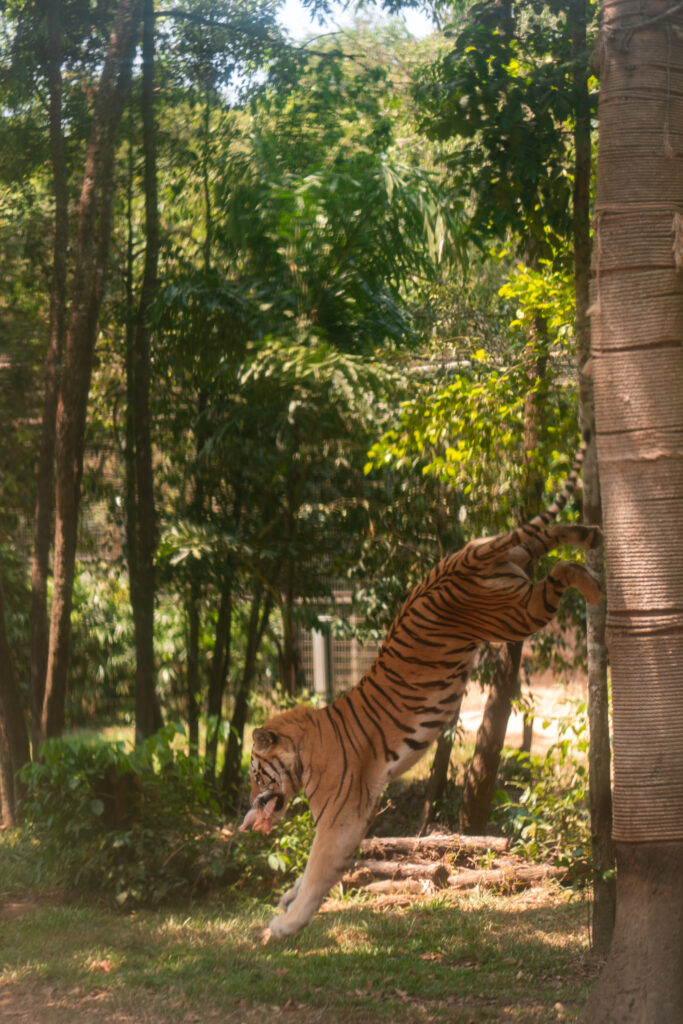 VinSafari tiger in Phu Quoc, Vietnam, shot by Alex Lau