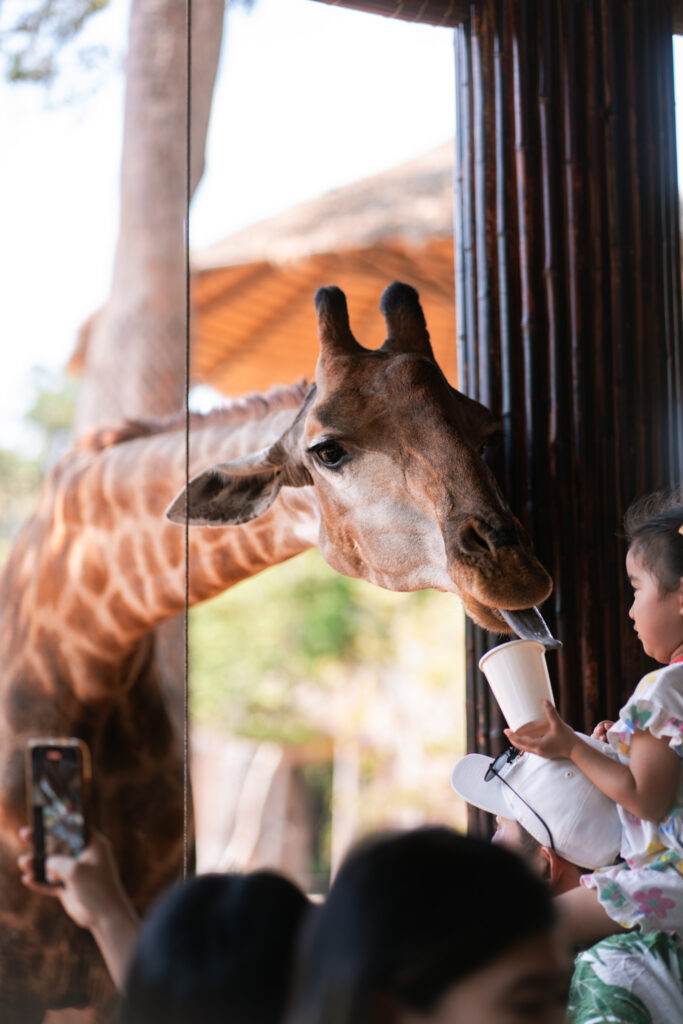 VinSafari giraffe in Phu Quoc, Vietnam, shot by Alex Lau