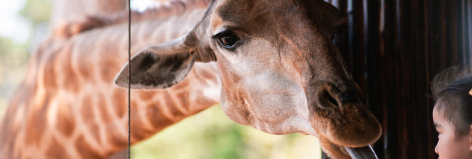 VinSafari giraffe in Phu Quoc, Vietnam, shot by Alex Lau