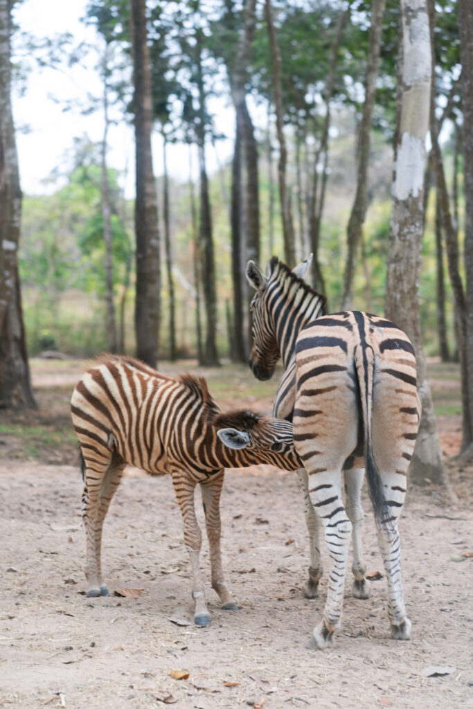 VinSafari safari zebra in Phu Quoc, Vietnam, shot by Alex Lau