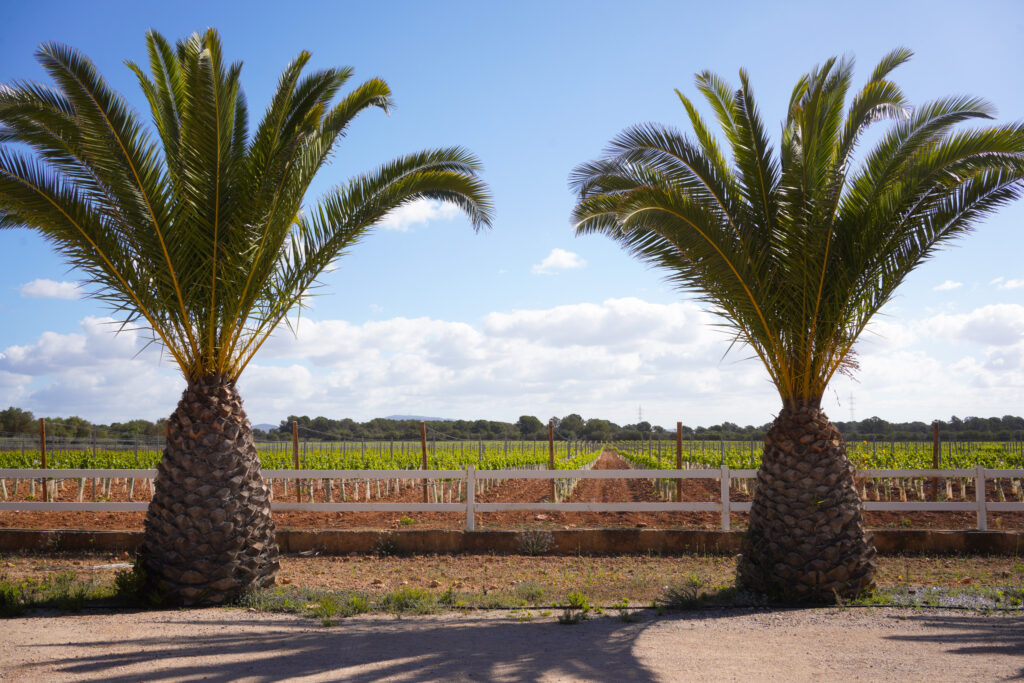 Bodegas Bordoy Winery in Palma de Mallorca, photo by Alex Lau