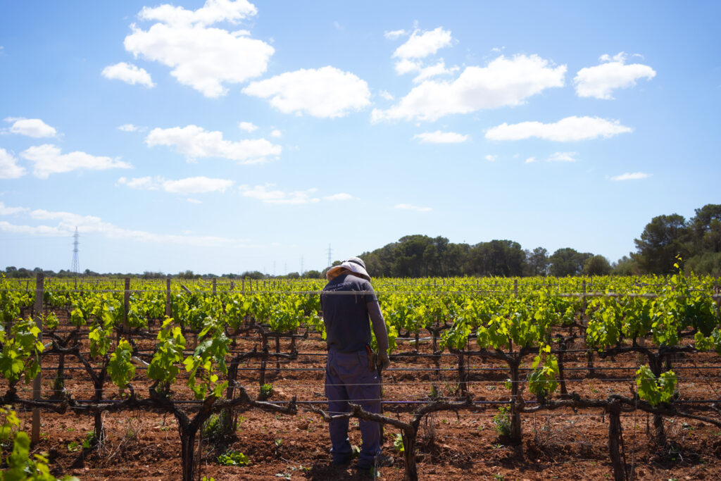 Bodegas Bordoy Winery in Palma de Mallorca, photo by Alex Lau